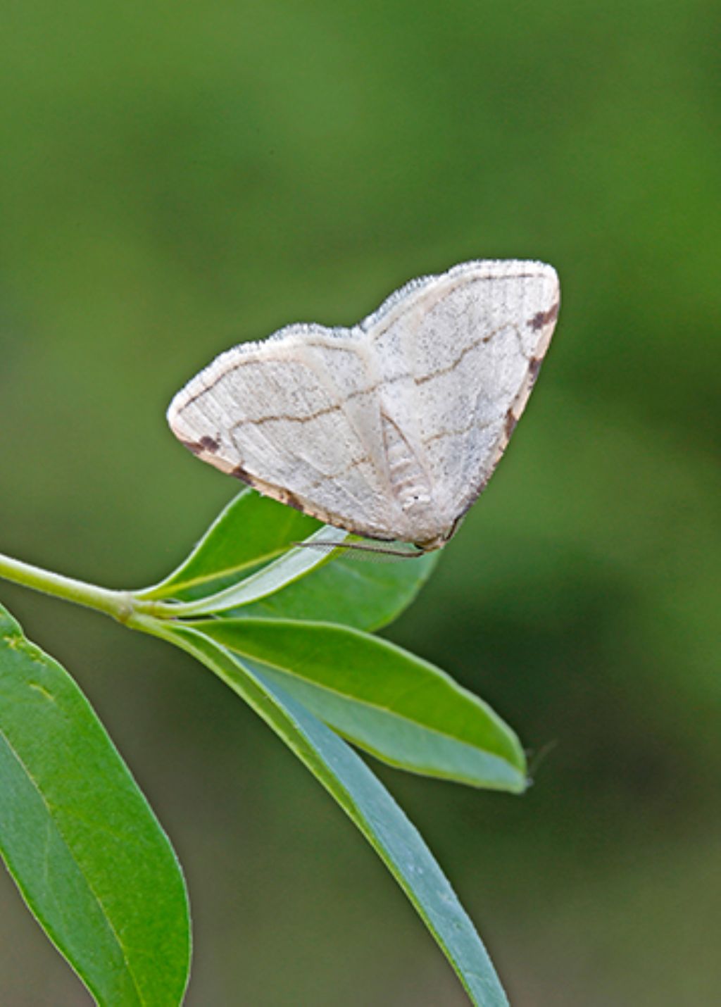 Ematurga atomaria e Stegania trimaculata, Geometridae